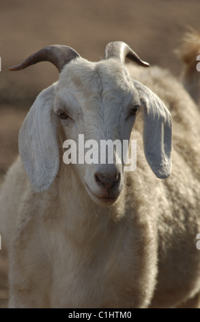 Porträt eines männlichen Hausziegen (Capra aegagrus hircus) Westaustralien. Stockfoto