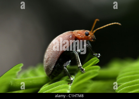 Makro Foto von Celtis Getreidehähnchen auf Blatt genommen in Brisbane Australien Stockfoto