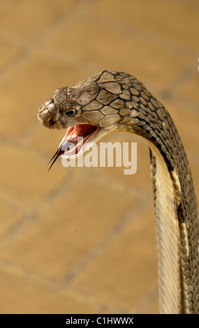 King Cobra, die weltweit längste Giftschlange, (Ophiophagus Hannah) Stockfoto