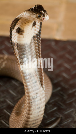 Siamesische Kobra, hoch giftige Schlange, (Naja Siamensis) Stockfoto