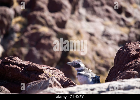 Magellan Pinguine, Isla pinguina, Puerto deseado Stockfoto