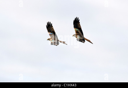 Rotmilane im Flug, Milvus Milvus, Solway Firth, Schottland Stockfoto