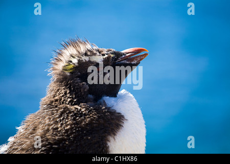 Rockhopper auf Isla pinguino, Puerto deseado Stockfoto