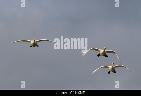 drei Singschwäne im Flug kommen in Cygnus zu landen Stockfoto