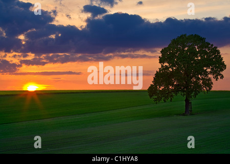 Letztes Licht auf einem Feld in Deutschland. Stockfoto