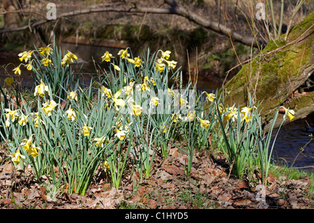 Wilde Narzissen im New Forest, Hampshire, England Stockfoto