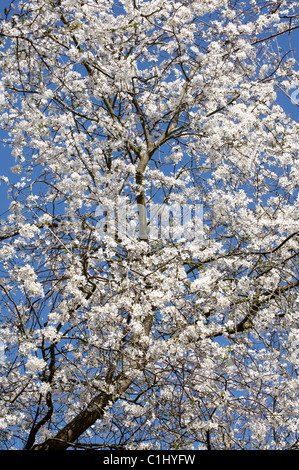 Prunus Cerasifera ist eine Art von Pflaume, bekannt durch die gemeinsamen Namen Cherry Plum und Myrobalan-Pflaume. Es ist in Europa heimisch. Stockfoto