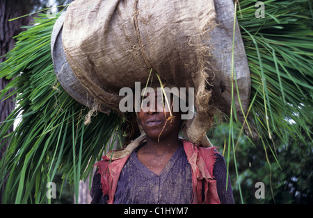 Betsileo madagassischen Frau tragen Reisernte auf Kopf, in der Nähe von Fianarantsoa Central Highlands, Madagaskar Stockfoto