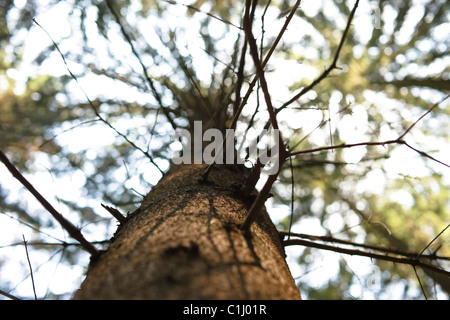 Nach oben auf den Stamm der Kiefer Stockfoto