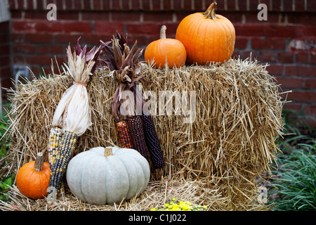 Kürbis und Mais mit Heuballen Stockfoto