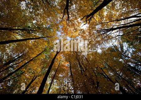 Appalachian Wald Landschaft, West Virginia, USA Stockfoto