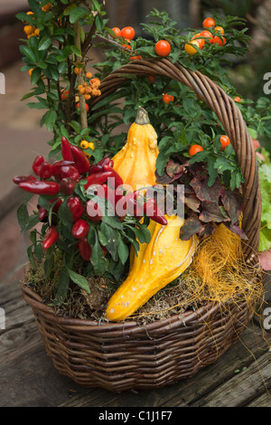 Herbstliche Dekoration mit ornamentalen Kürbis Stockfoto