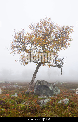 Baum in Misty Feld im Herbst, Schweden Stockfoto