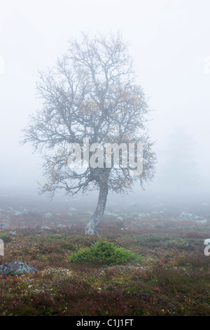 Baum in Misty Feld im Herbst, Schweden Stockfoto