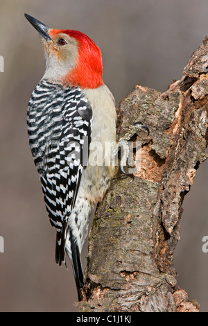 Rotbauch-Specht, männliche Melanerpes Carolinus im Osten der USA Stockfoto