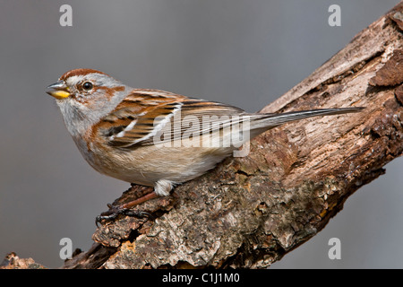 American Tree Sparrow Spizella Arborea männlichen östlichen Nordamerika Stockfoto