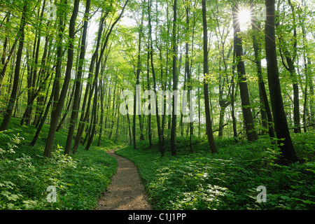 Weg durch Buchenwald im Frühjahr, Nationalpark Hainich, Thüringen, Deutschland Stockfoto