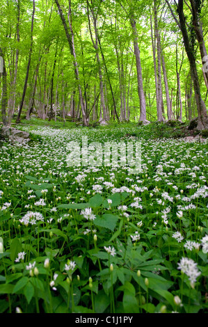 Soca-Tal, Slowenien Stockfoto