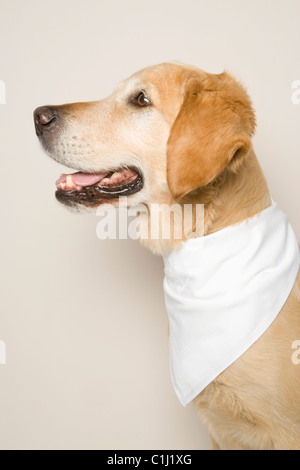 Porträt von Golden Retriever Stockfoto