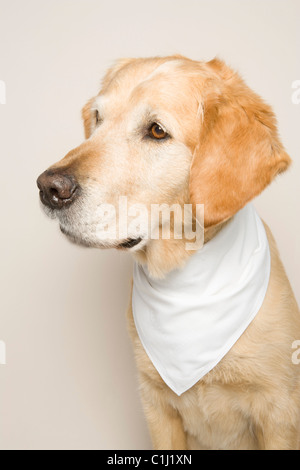 Porträt von Golden Retriever Stockfoto