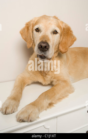 Porträt von Golden Retriever Stockfoto