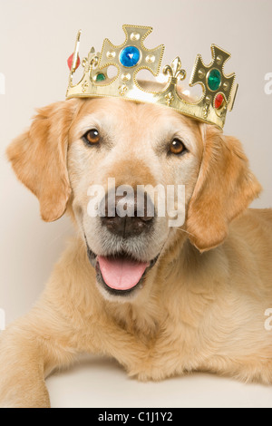 Porträt von Golden Retriever mit einer Krone Stockfoto