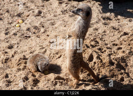 Eine Erwachsene Meercat und ihr Baby in der Frühlingssonne zu graben. Stockfoto