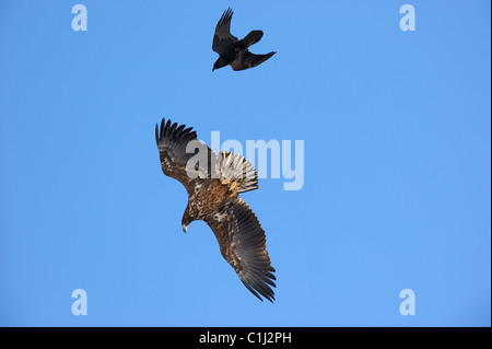 Seeadler und Raven, Kvaloy, Malangen, Troms, Norwegen Stockfoto