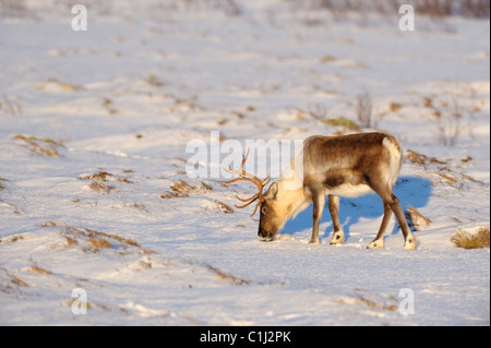 Rentier, Kvaloy, Sandvika, Troms, Norwegen Stockfoto