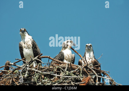 Drei Fischadler (Pandion Haliaetus) im Nest. Stockfoto