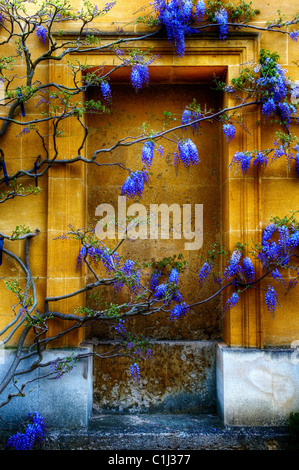 Eine alte Wisteria in Blume wächst auf einer gelben Stein Wand Stockfoto