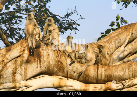 Hanuman Languren (Presbytis Entellus) sitzen auf dem Baum am Ranathambhore National Park Rajasthan Indien. Stockfoto