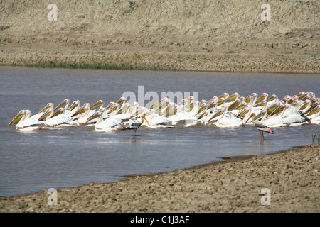 Eine Herde von Rosy Pelikane (Pelecanus Onocrotalus) Angeln in dem kleinen See im kleinen Rann von Kutchh Gujarat Indien Stockfoto