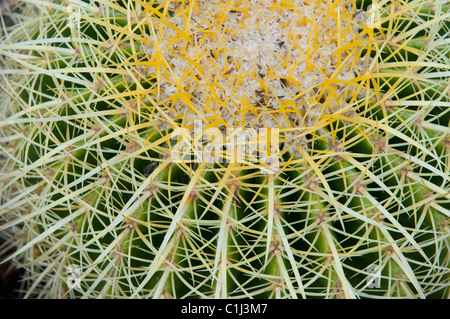 Barrel Cactus Stockfoto