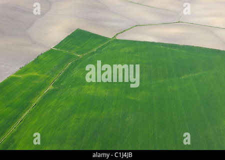 Luftaufnahme von Weizen Feld, Provinz Cadiz, Andalusien, Spanien Stockfoto