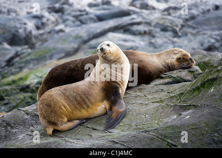 Südamerikanische Seelöwen, Beagle-Kanal Stockfoto
