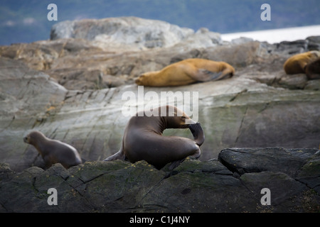 Südamerikanische Seelöwen, Beagle-Kanal Stockfoto