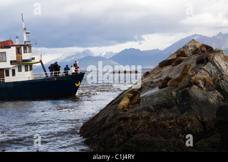 Südamerikanische Seelöwen, Beagle-Kanal Stockfoto