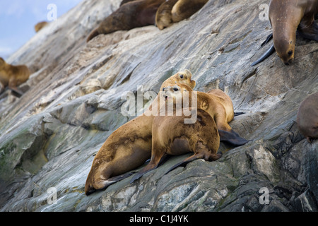 Südamerikanische Seelöwen, Beagle-Kanal Stockfoto
