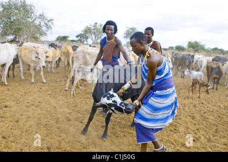 Massai-Dorf, Serengeti Dessert, Tansania Stockfoto