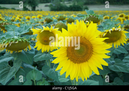 Sommer in der französischen Landschaft. Im Vercors Regional Park wächst ein Feld von gelben Sonnenblumen (Helianthus Anuus). La Drôme, Südostfrankreich. Stockfoto