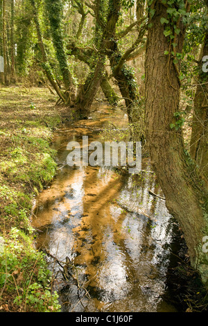 Kleiner Bach fließt durch den Wald Shottisham Brook Sutton Suffolk England Stockfoto