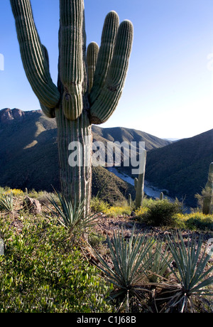 Auf der Suche nach unten vergangenen Saguaro-Kaktus und anderen Wüstenflora zum Salt River in Arizona Stockfoto