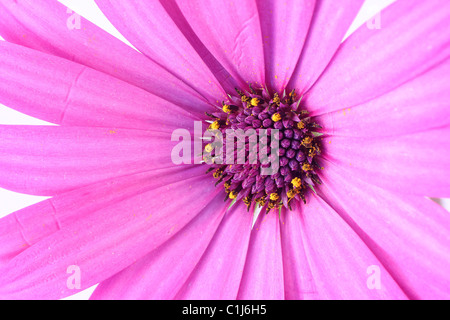 Lila Blume Stockfoto