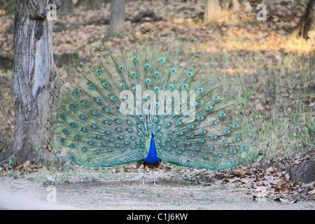 Indischen Pfauen (Pavo Cristatus) Anzeige im Kanha National Park, Madhyapradesh Indien Stockfoto