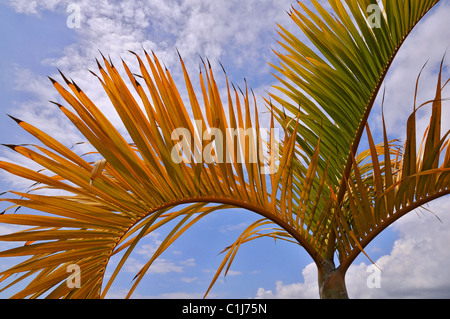 Blätter der Palme auf Himmel Hintergrund auf Teneriffa Kanarische Insel Stockfoto