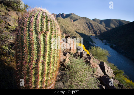 Auf der Suche nach unten vergangenen Kakteen und Brittlebush Blumen zum Salt River in Arizona, USA. Stockfoto