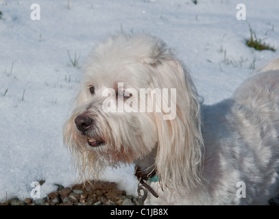 Ein kleiner weißer Hund der Rasse Coton de Tulear ist draußen im Winter gegen den weißen Schnee, Blick in die Ferne. Stockfoto