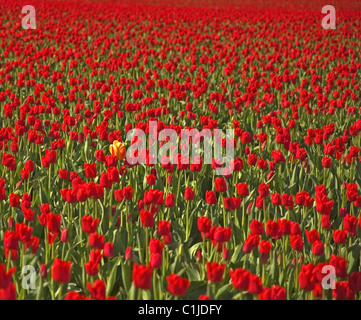 Dieser einsame mehrfarbig gelbe Tulpen zeichnet sich ein Meer von roten Tulpen, soweit das Auge reicht. Stockfoto