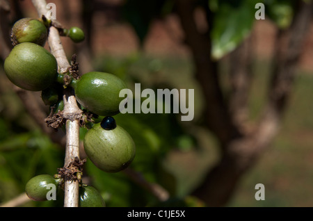 Kaffee Beeren auf dem Strauch Stockfoto